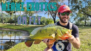 Miami Exotics on Fly  Fishing South Florida Canals for Peacock Bass [upl. by Anaeel661]