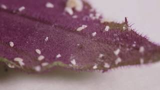 How To Kill Mealybugs [upl. by Lechar]