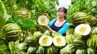 Harvesting Cucumis Melon Goes To Market Sell  Weeding Preparing Harvest Rice  Phuong Harvesting [upl. by Galan327]