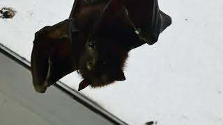 Pteropus vampyrus large flying fox bat demon vampire [upl. by Atsyrk]