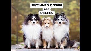 Shetland Sheepdog aka SHELTIES [upl. by Ocirred]