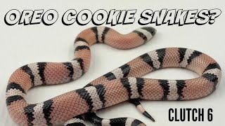 We have anerythristic quotOreo Cookiequot snakes and quotghostquot Honduran milksnakes [upl. by Malcolm]