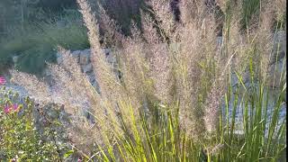 Calamagrostis brachytricha [upl. by Ysdnil]