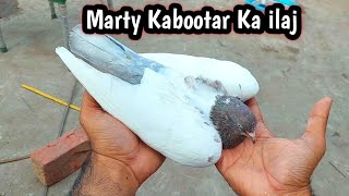 Sardi Lagy Kabootar Ka ilaj  Hashim Mahmood Pigeons [upl. by Yrakcaz]