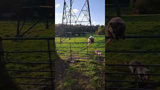 Dogs going under and over a gate Bedlington Whippets Missy and Brutus doglover bedlington [upl. by Namwob]