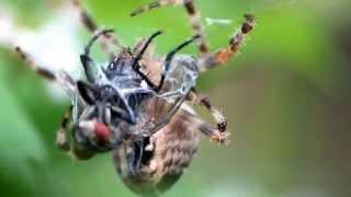 Araneus diadematus eating a fly [upl. by Yeneffit]