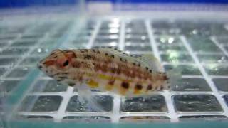 Lantern Basslet  Serranus Baldwini   Reborn Aquarium [upl. by Panther]