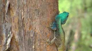 MOZAMBIQUE  PART 1 BLUE HEADED AGAMA [upl. by Mahtal]