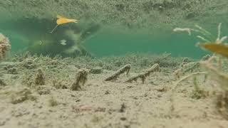 hike Kalamalka Lake  Oyama BC Canada underwater views nature relaxing calming meditative [upl. by Aiykan]