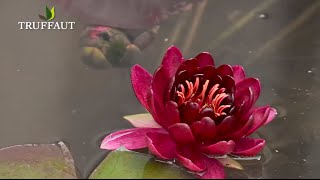 Les nénuphars  installer un nénuphar dans un bassinplante aquatique  Truffaut [upl. by Rennerb175]