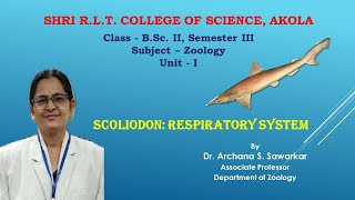 Respiratory system of Scoliodon [upl. by Nommad]