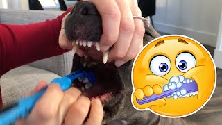 How To Brush Your Dogs Teeth [upl. by Emearg119]