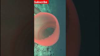 did you know about Pyrosoma atlanticum viral science facts shortvideo trending animals [upl. by Anauqahc691]