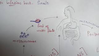 FASCIOLA HEPATICA  LIVER FLUKE  STRUCTURE  LIFE CYCLE  SYMPTOMS  TREATMENT  BY PHANINDRA [upl. by Netsuj546]