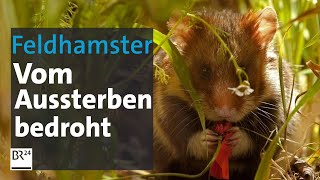 Vom Aussterben bedrohter Nager  Abendschau  BR24 [upl. by Ahsem]