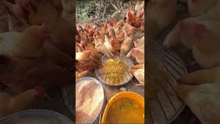 The secret to raising chickens in just 60 days chicken chickenfarming raisingchickensfor60days [upl. by Daggna]