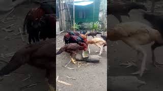 shamo chicken umpisa nata upload sang aton mga manok sa youtube guys [upl. by Willey353]