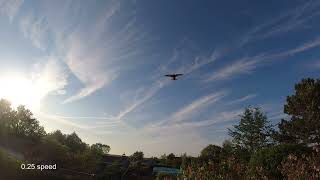 Common swift flying to nesting box [upl. by Jordanna]