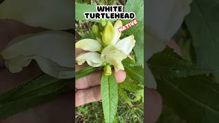 Wow White Turtlehead a Lifer Wildflower shorts [upl. by Yzmar]