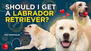 Should I get a Labrador Retriever VetVid Dog Breed Video [upl. by Stevie]