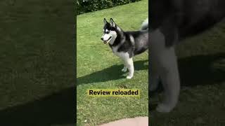 German Shepherd vs Husky  review reloaded husky  shorts [upl. by Notsew]