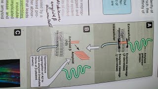 Protein misfolding lippincott Part 6🖐️ [upl. by Lari]