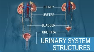 Anatomy and Physiology of Urinary System [upl. by Nnaeirual]