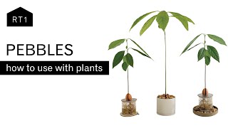 METHODS TO USE PEBBLES WITH PLANTS [upl. by Teuton]