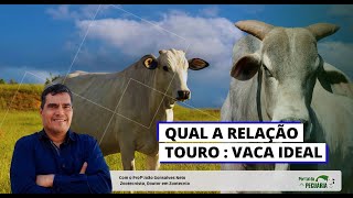 Qua a relação Touro Vaca ideal [upl. by Atsyrk]