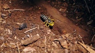 Yellow Sand Wasp Bembix palmata digging in Slow Motion [upl. by Roswell]