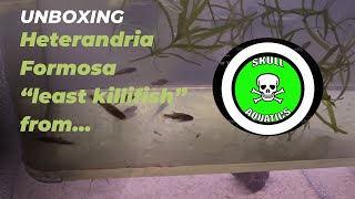 Heterandria Formosa “least killifish” from Curtis at SkullAquatics [upl. by Adnilec]