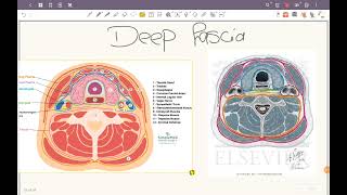 FASCIA OF THE NECK [upl. by Anilec]