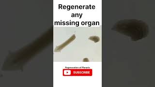 Regeneration in Planaria science biology sjw youtubeshorts shorts planaria [upl. by Couture]