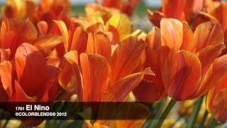 El Nino Tulips  Bulbs in Bloom [upl. by Arocet]