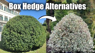 Alternative Shrubs to Box Hedge If You Struggle with Box Blight amp Box Tree Moths [upl. by Beore]