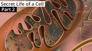 The Secret Life of a Cell Part 2  Organelles contd [upl. by Introc]