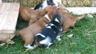 8 Basset Pups and the Piggy [upl. by Hungarian279]