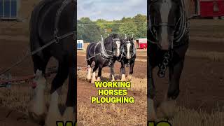 Working Horses Ploughing at The British National Ploughing Match workinghorses [upl. by Argella]