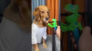 Dog Just because Im good natured doesnt mean I wont bite funny dog videos [upl. by Fellows502]