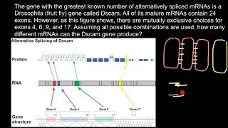 DSCAM Gene Properties and Function [upl. by Annaeerb]