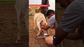 trending goat shorts viralshort explore farming goatfarming viralafternoon fypシ゚viral gym [upl. by Nibor209]