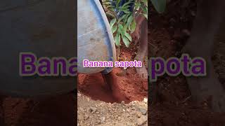 Plantation 9 in our land nature plantation song tamil tamilsong music melody [upl. by Atipul949]