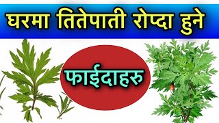 घरमा तितेपाती रोप्दा हुने फाईदाहरुBenefits of Titepati [upl. by Akcimahs814]