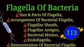 Flagella amp Endoflagella Of Bacteria Arrangement Of Bacterial Flagella EnteMicrobialWorldbacteria [upl. by Nnahtebazile]