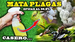 MATA todas las PLAGAS de tus plantas con el INSECTICIDA CASERO más eficaz [upl. by Arbmat895]