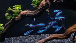 GREEN NEON TETRA CARE  Brilliant Blue Nano Fish for Aquascaping [upl. by Bastien114]