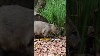 Wombat Wonder The Northern HairyNosed [upl. by Yot402]