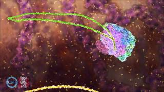 RNA Splicing [upl. by Alikee]