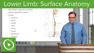 Lower Limb Surface Anatomy amp Osteology – Anatomy  Lecturio [upl. by Sanburn596]