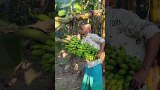 Banana harvest scenery ep571 banana harvesting shortsfeed shortvideo shortsviral [upl. by Eleik474]